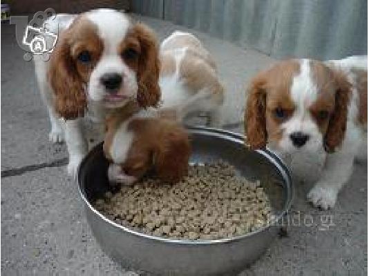 PoulaTo: King Charles Cavalier λευκά-καφέ ετοιμοπαράδοτα